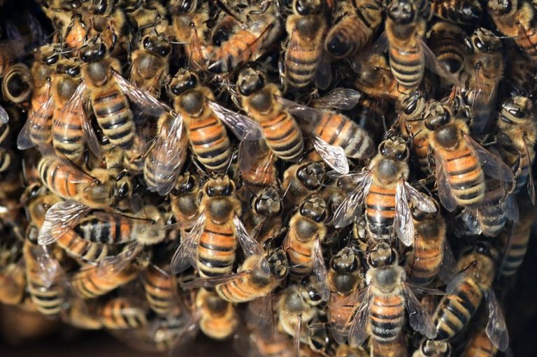 Detailed image showing a swarm of honeybees clustering on a hive.