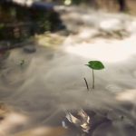 A single young leaf breaking through misty ground, symbolizing new beginnings.