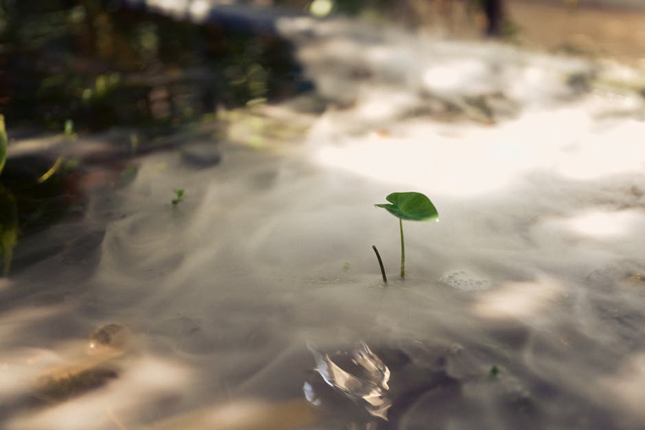 A single young leaf breaking through misty ground, symbolizing new beginnings.
