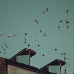A scenic view of birds flying over a rooftop with an antenna against a clear sky.