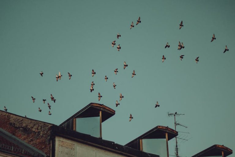 A scenic view of birds flying over a rooftop with an antenna against a clear sky.