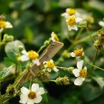 The Biodiversity Paradox: Ethical Risk Management in Modern Finance A lizard camouflaged among blooming white wildflowers in a lush, green setting.
