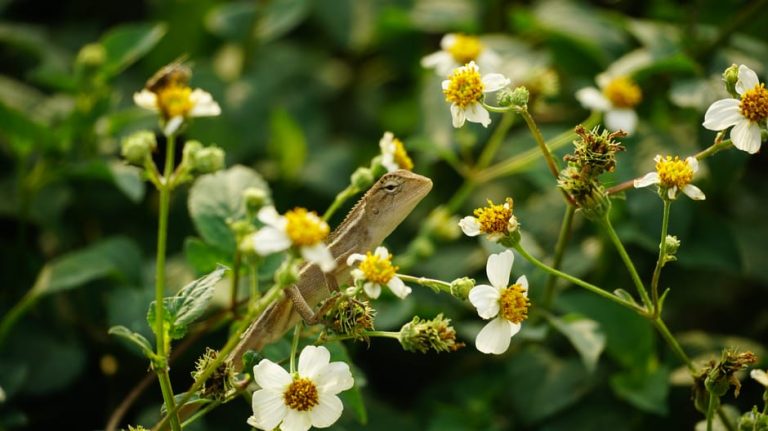 A lizard camouflaged among blooming white wildflowers in a lush, green setting.