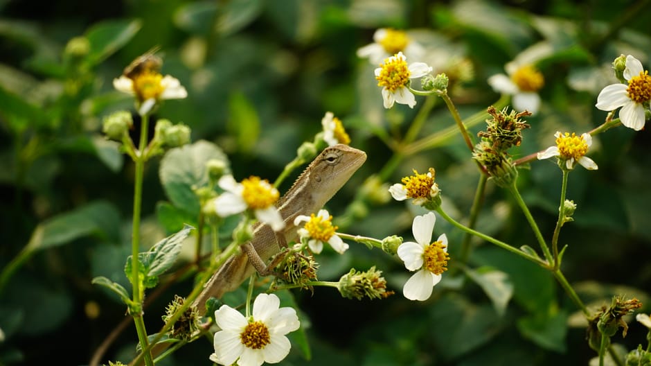 A lizard camouflaged among blooming white wildflowers in a lush, green setting.