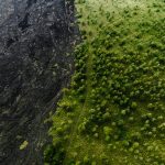 Drone capture of contrasting landscape: fresh lava flow meets vibrant green forest in Hawaii.