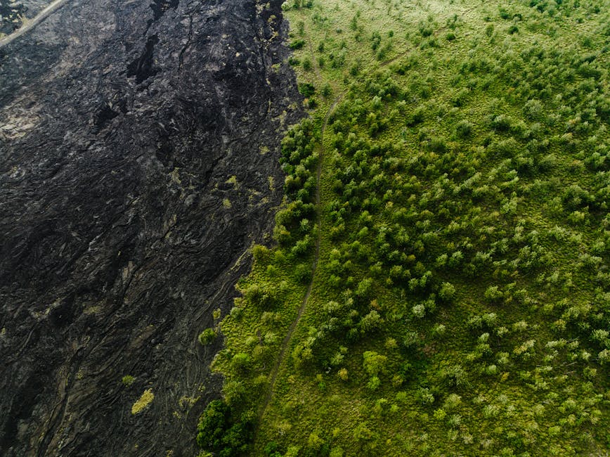 Drone capture of contrasting landscape: fresh lava flow meets vibrant green forest in Hawaii.