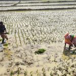 The Economics of Food Security: Strategic Risks for Global Leaders Women planting rice seedlings in a paddy field in Tarapith, India, showcasing traditional farming.