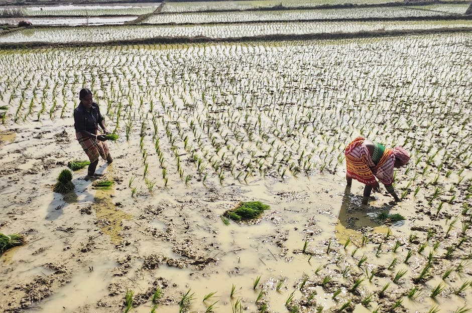Women planting rice seedlings in a paddy field in Tarapith, India, showcasing traditional farming.