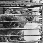 The Ethical Architecture of Consciousness in AI Strategy Black and white image of chickens in a cage at a market, showcasing livestock conditions.