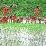 Buddhist monks tending rice fields in An Giang, Vietnam, highlighting tradition and teamwork.