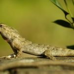 Detailed image of a lizard basking on a rock with green foliage.