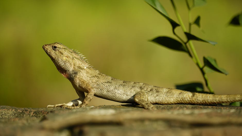 Detailed image of a lizard basking on a rock with green foliage.
