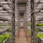 High-tech indoor hydroponic system for growing lettuce efficiently in a greenhouse setting.