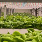 <h1>The Future of Farming: Implementing Multimodal Adaptive Autonomy in Agritech</h1> Vibrant green lettuce growing in a high-tech hydroponic greenhouse with LED lighting.
