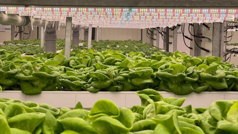 Vibrant green lettuce growing in a high-tech hydroponic greenhouse with LED lighting.