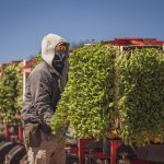 <h1>The Future of Harvest: Open-World Bioelectronic Medicine Algorithms in Agritech</h1> A farm worker manages a machine loaded with vibrant leafy greens under a clear blue sky.