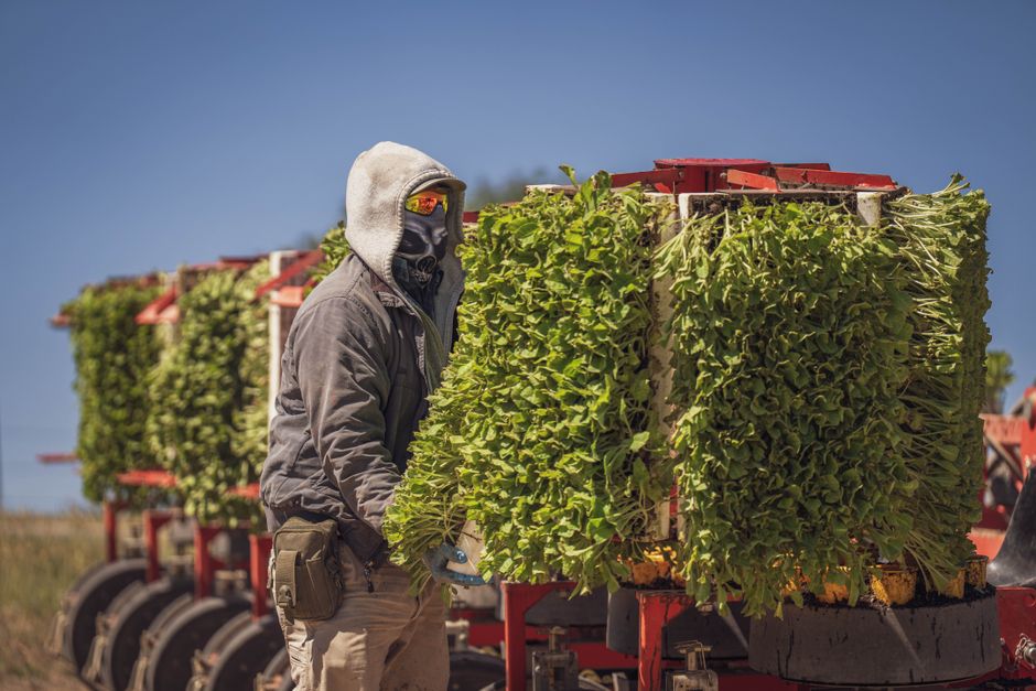 A farm worker manages a machine loaded with vibrant leafy greens under a clear blue sky.
