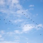 A flock of birds flying in a V formation against a clear blue sky with fluffy clouds.