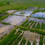 The Strategic Cost of Biodiversity: Ethics and Decision-Making Aerial shot of vibrant green rice paddies reflecting on water in Galle, Sri Lanka.