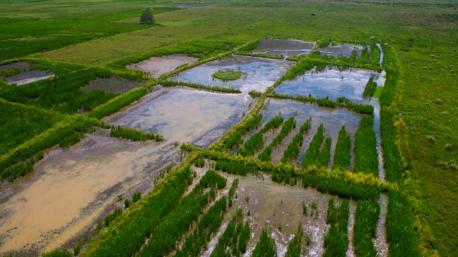 Aerial shot of vibrant green rice paddies reflecting on water in Galle, Sri Lanka.