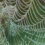 <h1>Topology-Aware Semantic Web Protocols: Benchmarking for Economics and Policy</h1> Close-up of a spider web adorned with sparkling dew drops against a blurred background.
