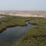 A stunning aerial view of lush mangrove trees amidst a desert landscape near Jizan, Saudi Arabia.