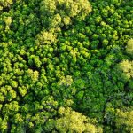 Aerial view of dense green forest canopy in Hsinchu, Taiwan, showcasing rich foliage.