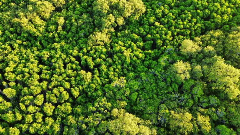 Aerial view of dense green forest canopy in Hsinchu, Taiwan, showcasing rich foliage.