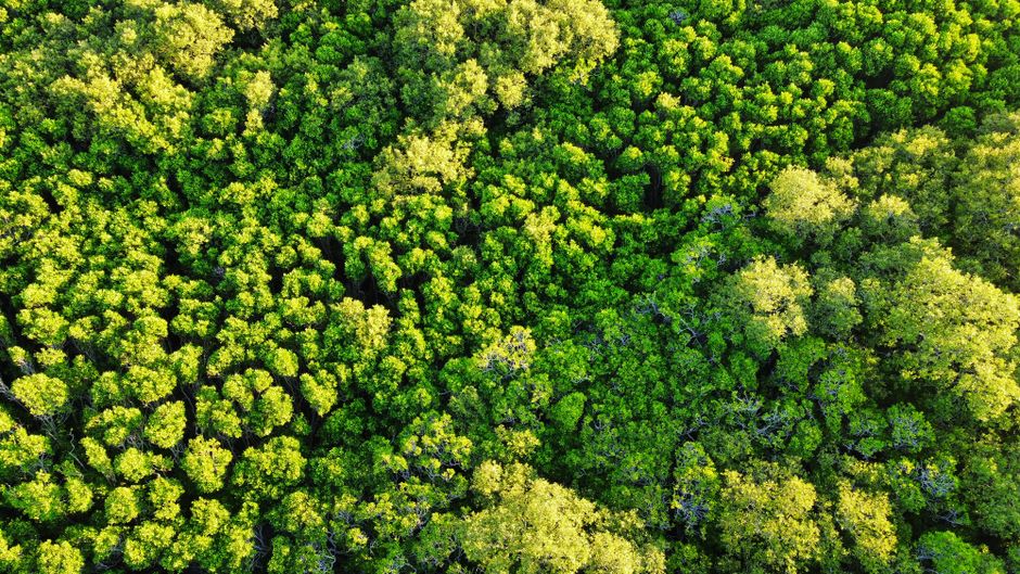 Aerial view of dense green forest canopy in Hsinchu, Taiwan, showcasing rich foliage.