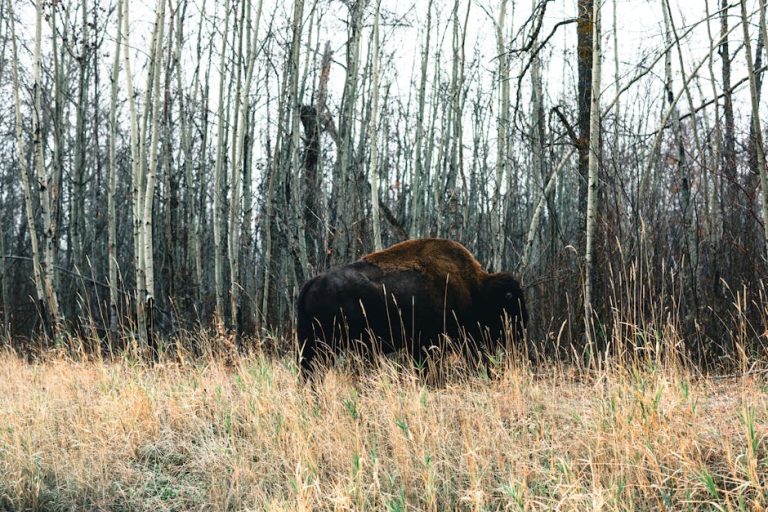 An American Bison stands in a winter forest near Edmonton, Alberta, captured in natural habitat.