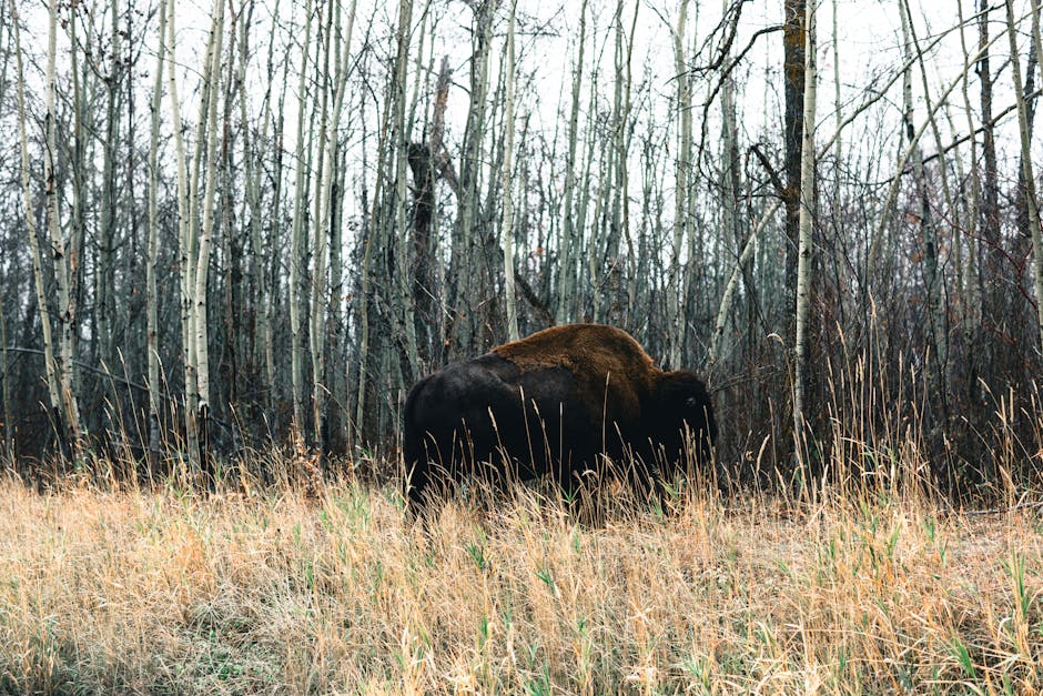 An American Bison stands in a winter forest near Edmonton, Alberta, captured in natural habitat.