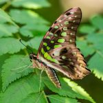 Close-up of a Tailed Jay butterfly sitting on vivid green leaves, showcasing its vibrant spotted wings.