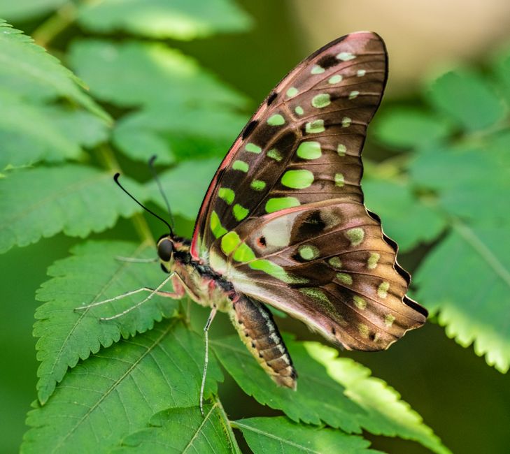 Close-up of a Tailed Jay butterfly sitting on vivid green leaves, showcasing its vibrant spotted wings.