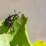A detailed macro shot of an aspen leaf-rolling weevil on a green leaf.