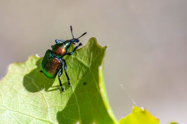 A detailed macro shot of an aspen leaf-rolling weevil on a green leaf.