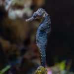 Detailed photograph of a spotted seahorse underwater in an aquarium setting.