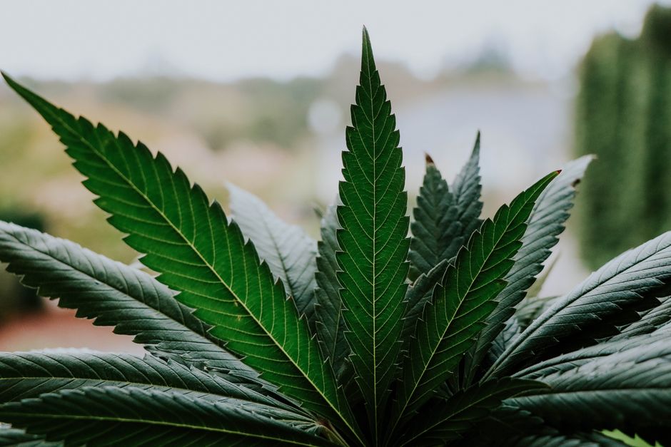 Close-up of vibrant cannabis leaves outdoors, showcasing natural beauty and symmetry.