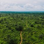 Aerial photograph of a lush green forest landscape in Gado-Badzéré, East Cameroon.