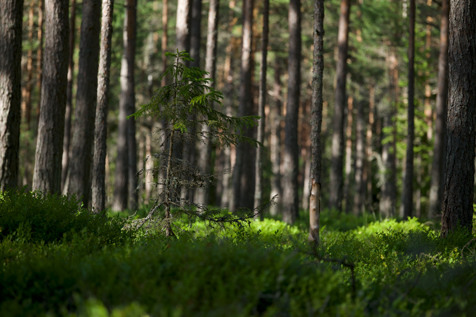 Lush green forest with sunlight filtering through the trees, creating a tranquil atmosphere.
