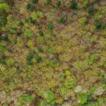 Spectacular aerial view of forest with growing trees of various color tones in countryside in summertime in daylight