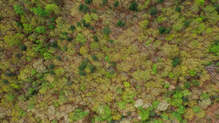 Spectacular aerial view of forest with growing trees of various color tones in countryside in summertime in daylight
