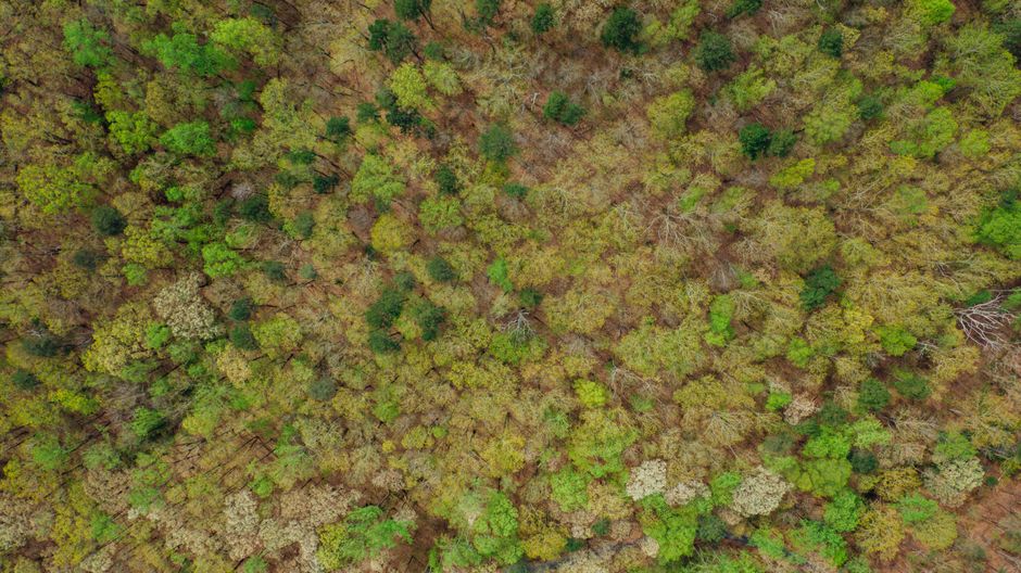 Spectacular aerial view of forest with growing trees of various color tones in countryside in summertime in daylight