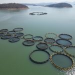 Aerial shot of circular fish farms on a tranquil lake surrounded by hills.