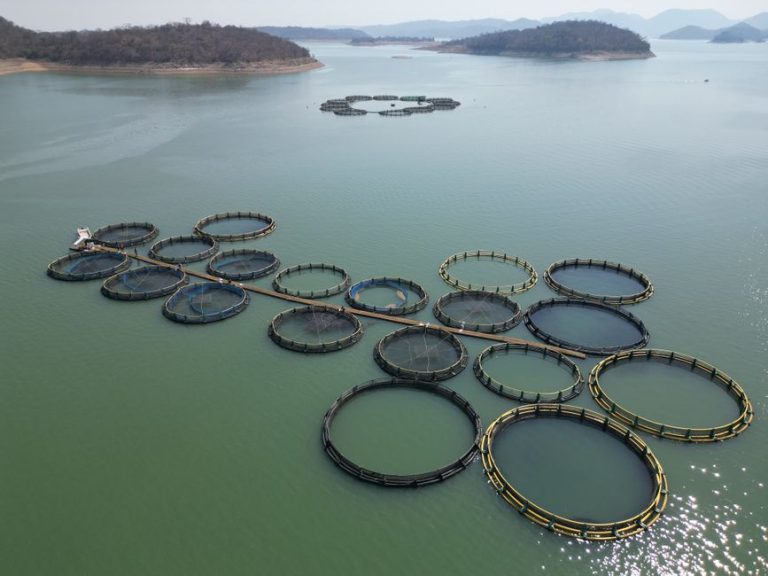 Aerial shot of circular fish farms on a tranquil lake surrounded by hills.