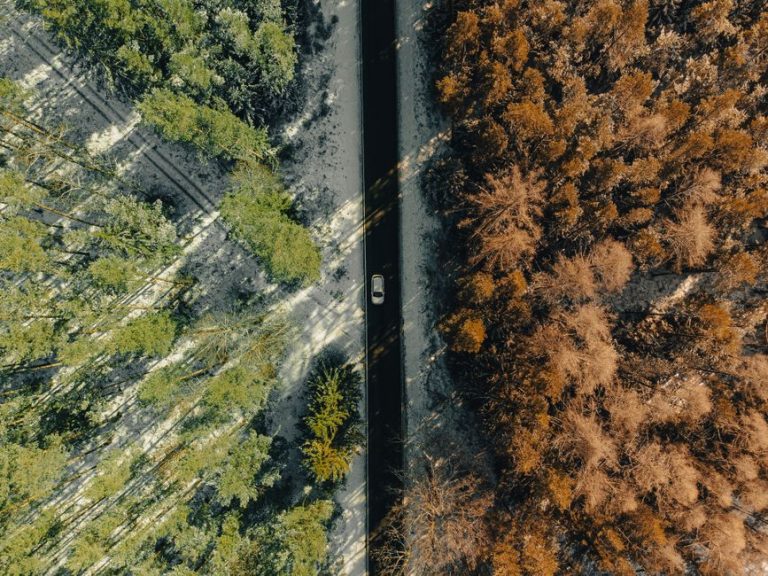 Drone shot of a car driving through a winter forest dividing green and brown trees in Ilmenau, Germany.