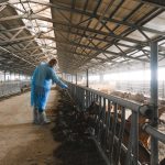 Cognitive Biosecurity: How to Build a Defense System Against Narrative Pathogens A farm worker in protective gear feeding goats inside a large barn.