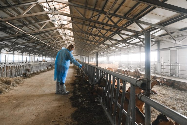 A farm worker in protective gear feeding goats inside a large barn.