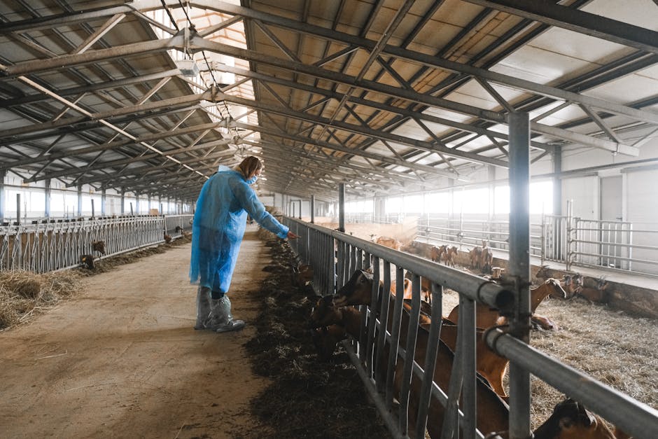 A farm worker in protective gear feeding goats inside a large barn.