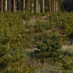 Dense pine forest representing afforestation and natural rewilding, showcasing young trees.