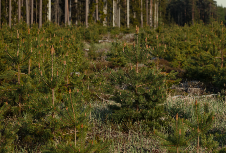 Dense pine forest representing afforestation and natural rewilding, showcasing young trees.